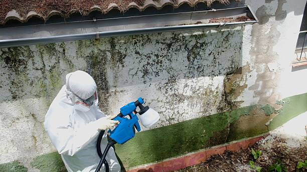 Trusted Black Mold Removal service in Greencastle, PA - Cheap Mold Removal